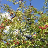 0309F 09 Herbstbeeren